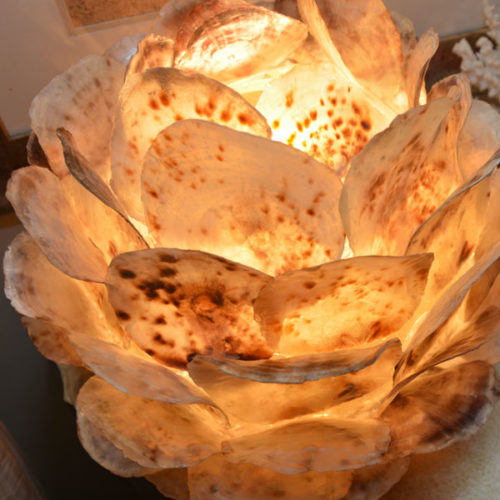 Above Uplight Displayed Spotted Shell Lamp